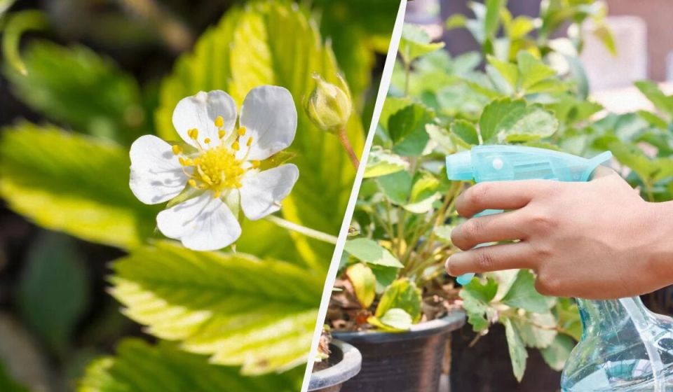 Как безопасно обработать клубнику во время цветения: пять эффективных рецептов