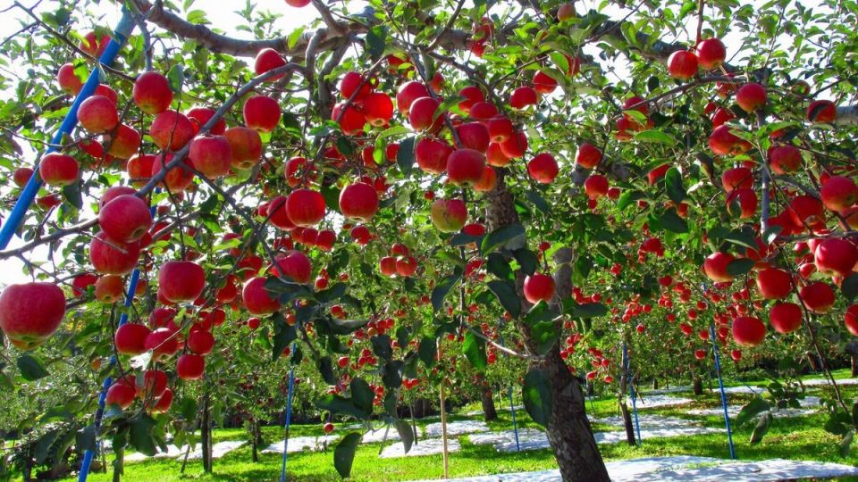 Колонновидные яблони: отличное решение для малых участков