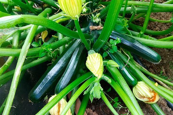 Кабачок Нефрит: Легкость в Выращивании и Высокая Урожайность