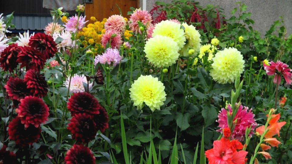 Цветы-соседи: какие растения способны погубить ваш овощной урожай