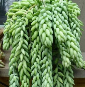 Легкий уход за суккулентами: как выбрать и сохранить седум