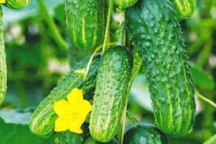 ������ ��������: ��� � �����, ���������� � ������������ �����