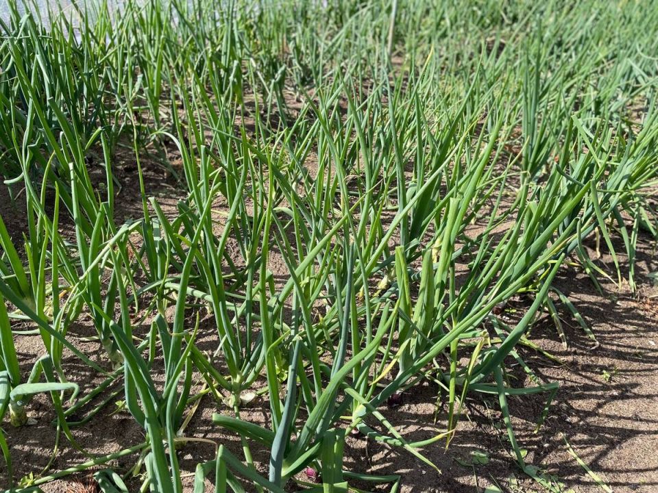 ��� ��������� ������������� ��� ��� �������� ������