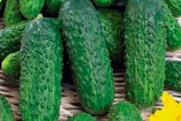 ������� ��������� ����������� ������ ���������: �������������� � ����