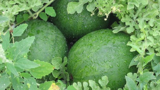 ��� ��������� ���������� ������ �� �������: ������ ��� ��������� �����������