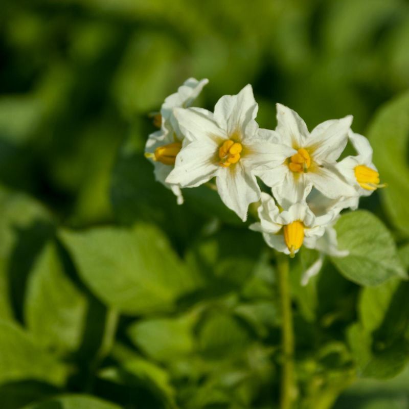 ��������� "��������": ����������� � ������� ������������