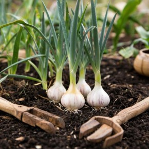 ��� ������� � ���������� ������ �������� ������ ����: ������� ������������� ����������