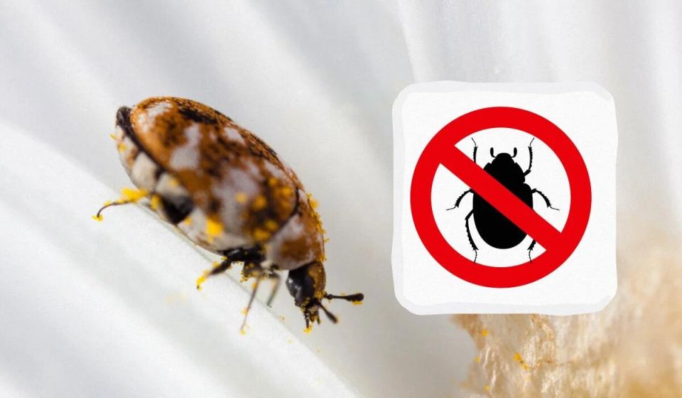 ��������� ����� � ��������: ������ ����� �� ������� � ��� � ���� ����������