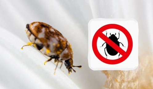 ��������� ����� � ��������: ������ ����� �� ������� � ��� � ���� ����������