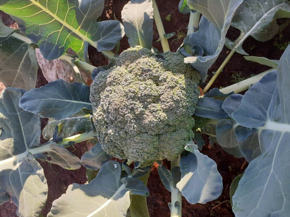 ������� ������� � ��������: ���������� ������ ��� ��������� ������