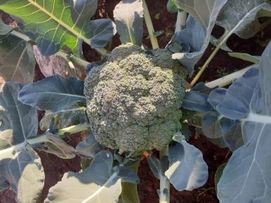 ������� ������� � ��������: ���������� ������ ��� ��������� ������