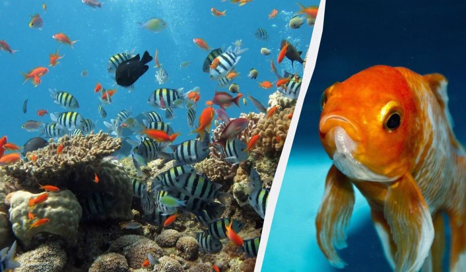 ���� �� �����: ��� ��� �������� � ��������� ����