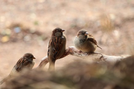 �������� ������������� ����� �������� �� �������!