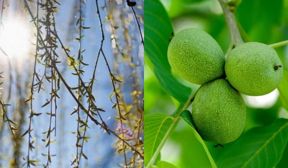 �������, ������� ������ ������ ����� � �����