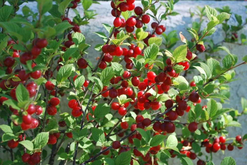 ���������� ����� ��������� ����� ��� ������ ����