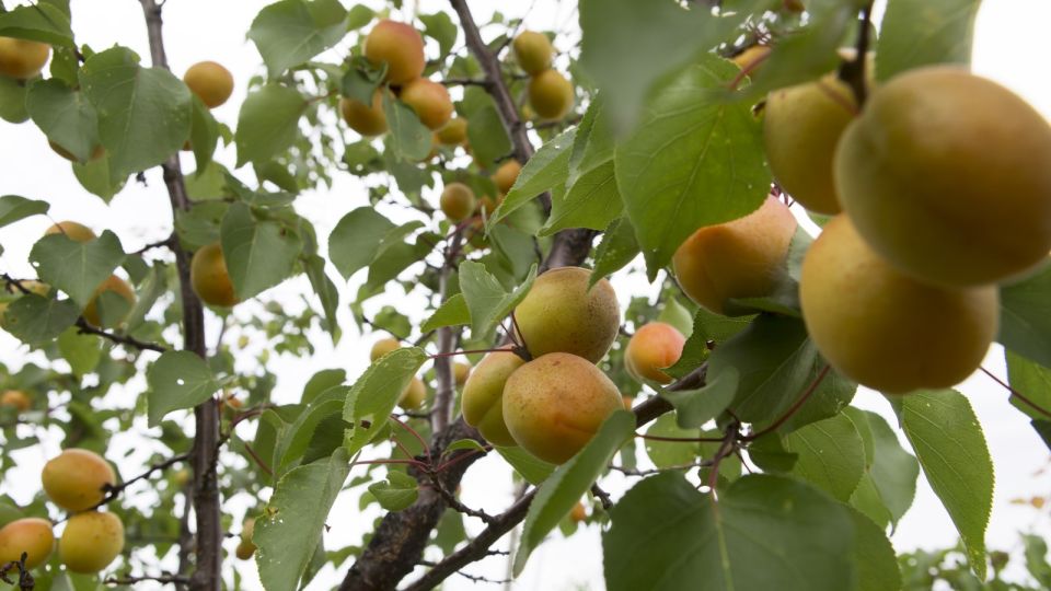 �������� �������� ������: ������� ����������� �� ��������� ������