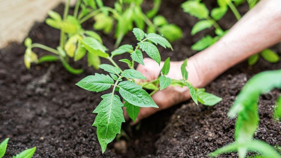 ��� ��� ������ ������ � ����� ����� �������� �������: ���������� ��� ������