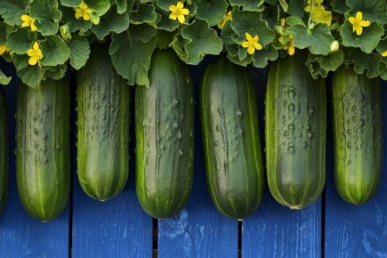 ������ ������� ������: ���� ������� � ������� ��������