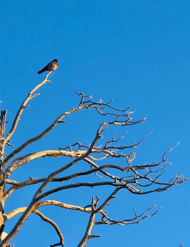 ������ ����: ���������� �� �������