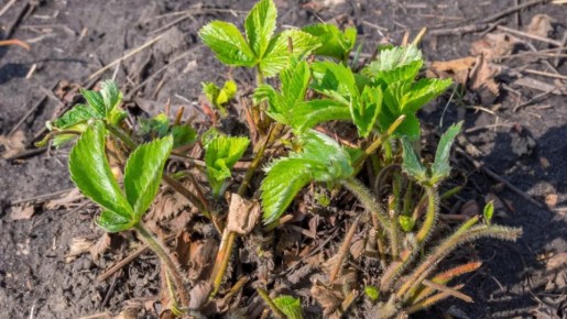 ������� ��������������: ��� �������� ��� ����� �������� � ������ �����