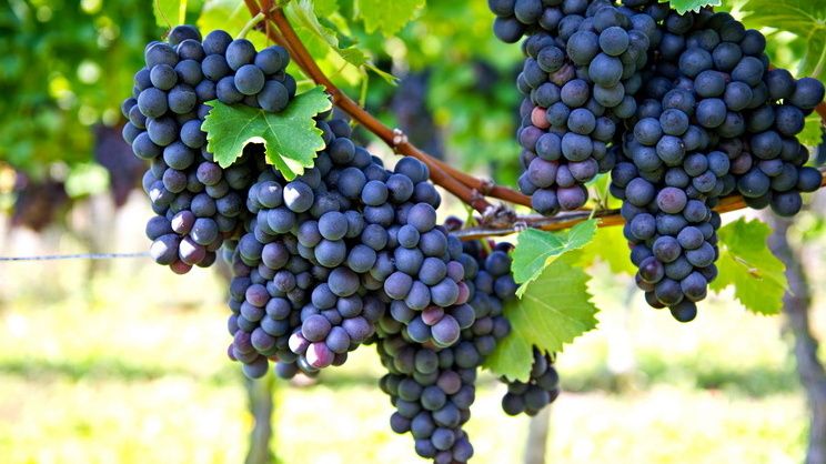 ��� ��������� ������������� �������� ��� �������: ������� ����������� ������