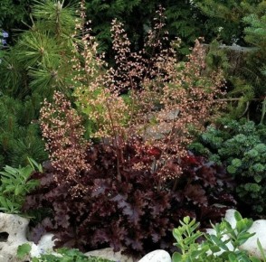 ������� ��������� ������ ����� �������: ������ ��� ���������