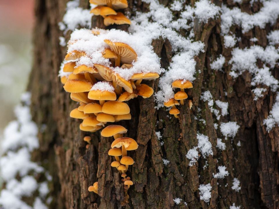 Зимние грибы: что под снегом ждет охотников за вкусами