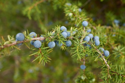 Ягоды можжевельника: природа в помощь здоровью и красоте