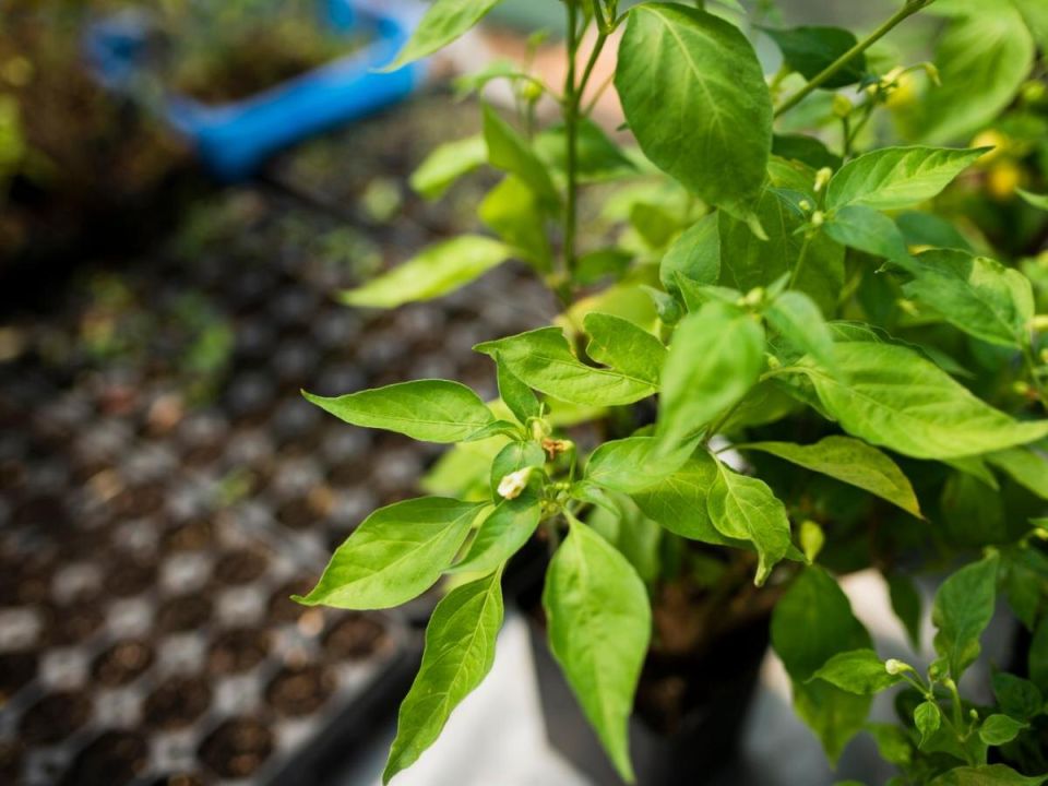 ����� �� ������� � ������, ������������ � �������� ����������: ������� ����� ����� �������