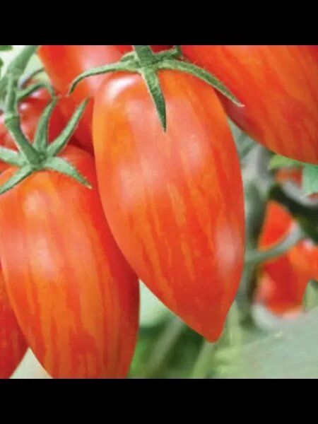 ����� ������� �������: ������� ������ ��� ������ ����