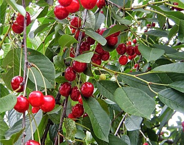 ������ � �������� �������: ����������� ������ � ������ ���������