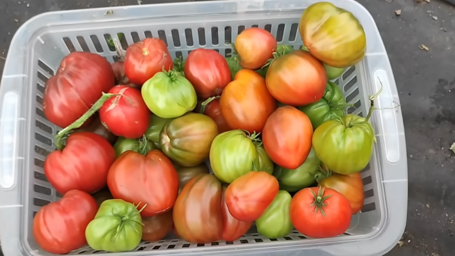 Как один сорт томатов дожил до Нового года: тест 5 урожайных вариантов и неожиданный победитель