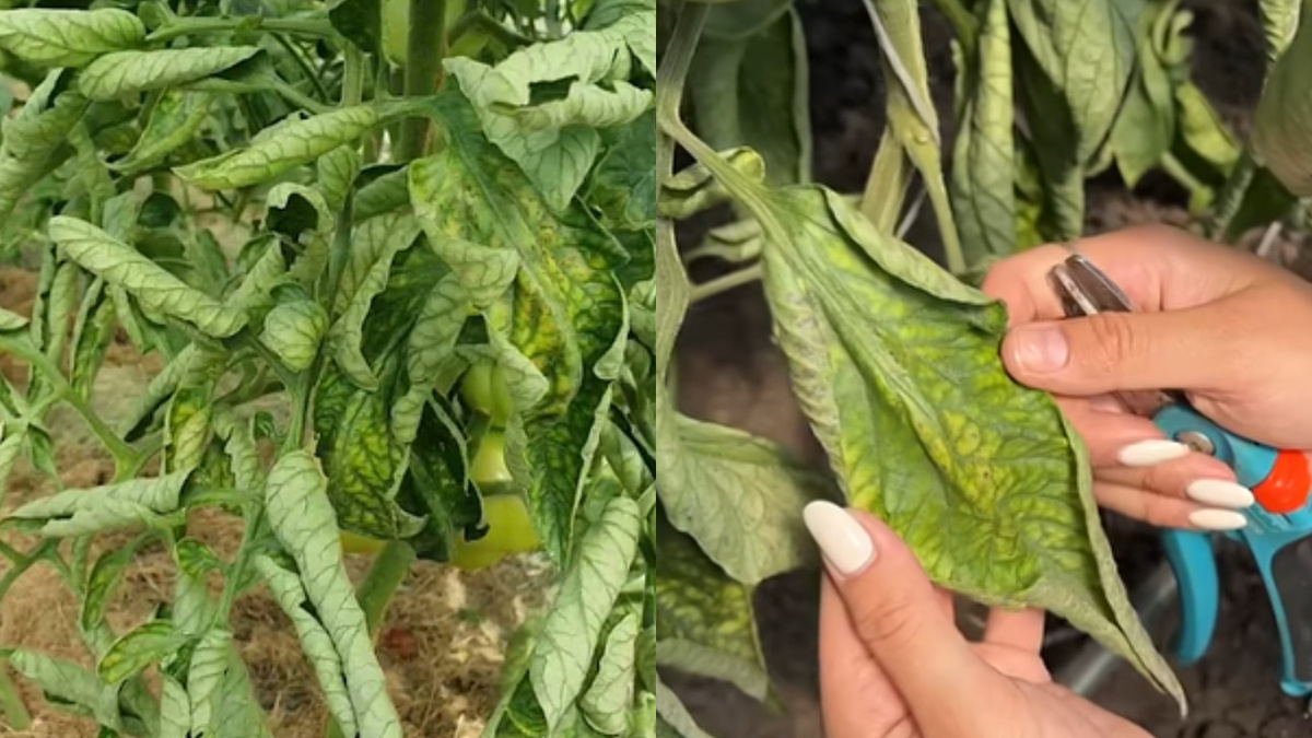 Как читать SOS-сигналы листьев помидоров: 15 признаков проблем до их появления
