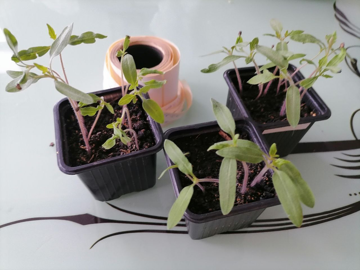 Я оставляю лишь лучших: как я пикирую томаты и получаю 30–40 крепких кустов