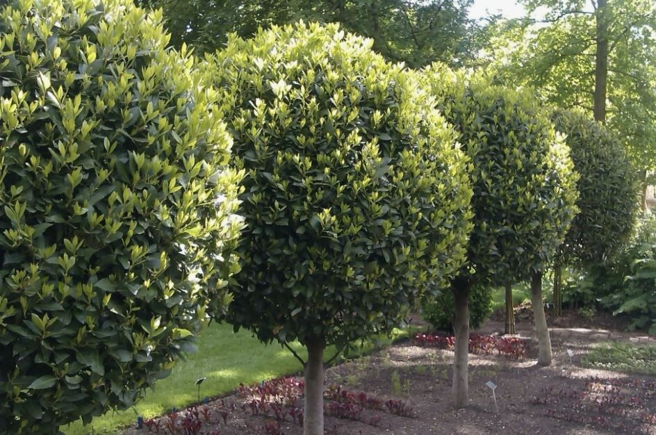 �������� ���������: ����������� ������ ���������� ������������� ������