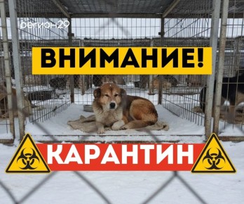 Карантин по смертельно опасной парвовирусной инфекции введён в Архангельске