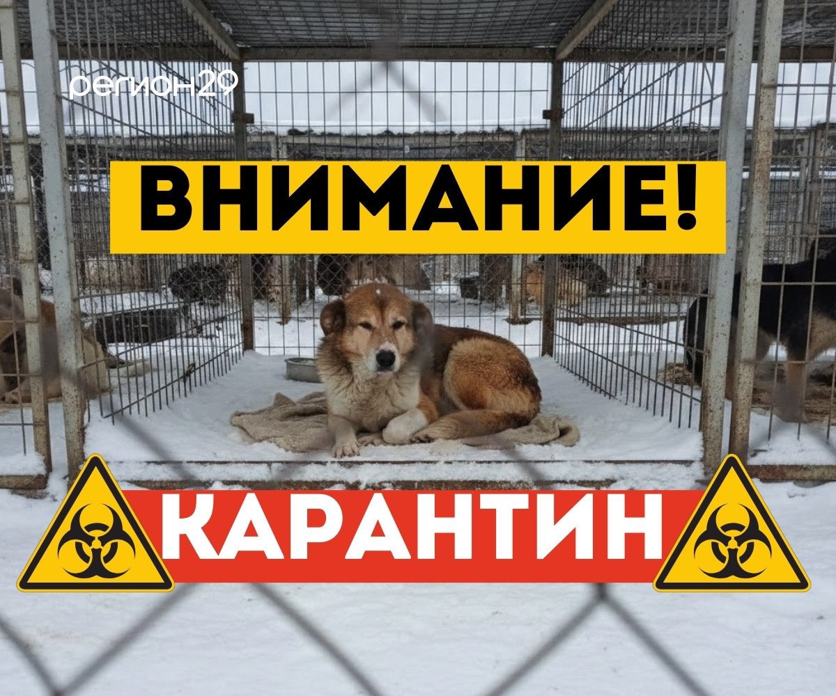 Карантин по смертельно опасной парвовирусной инфекции введён в Архангельске