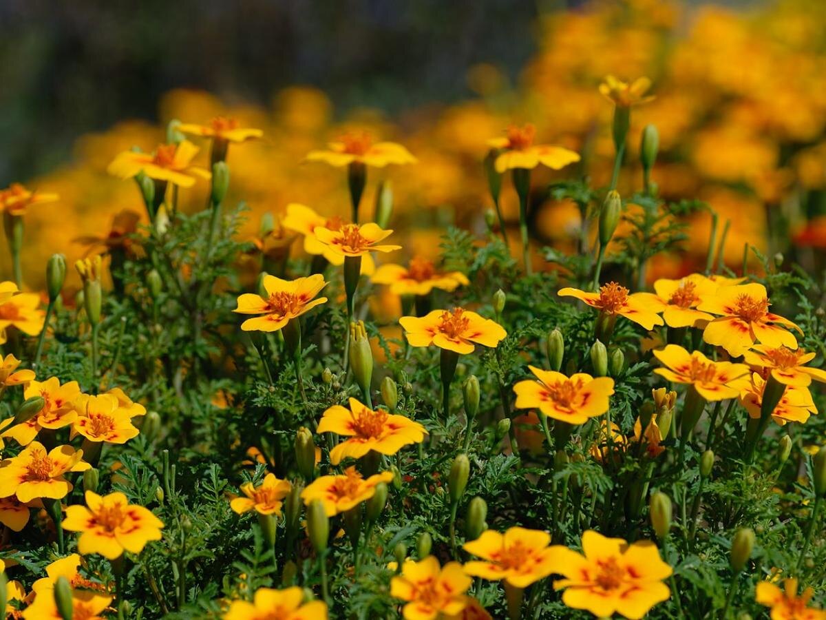 5 цветов вместо бархатцев — как одна замена снизила гниль и спасла урожай