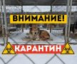 Карантин по смертельно опасной парвовирусной инфекции введён в Архангельске