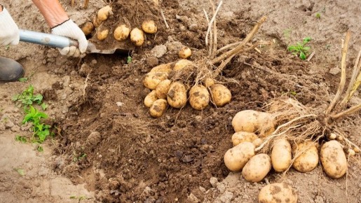 Как вырастить картошку-гиганта даже в условиях засухи