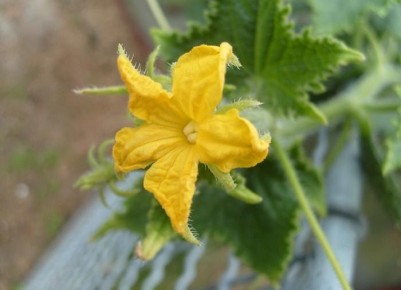 Почему огурцы становятся прозрачными и как с этим бороться