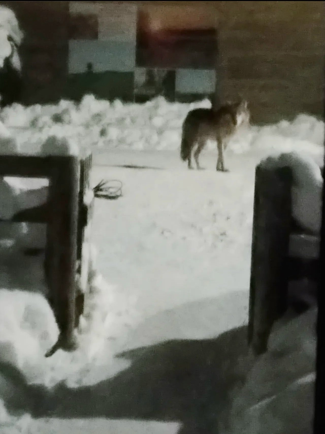 По КЕСЛОМЕ разгуливают ВОЛКИ