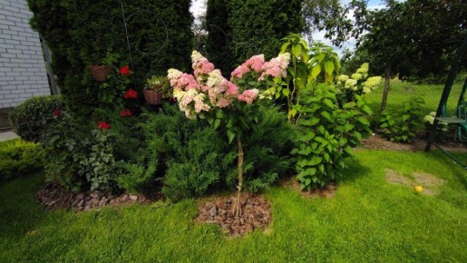 Как сделать гортензию на штамбе за 1 год: секреты, о которых вы не знали