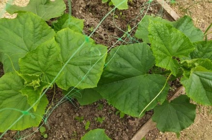 Как я потеряла 50% урожая огурцов и что с этим сделать