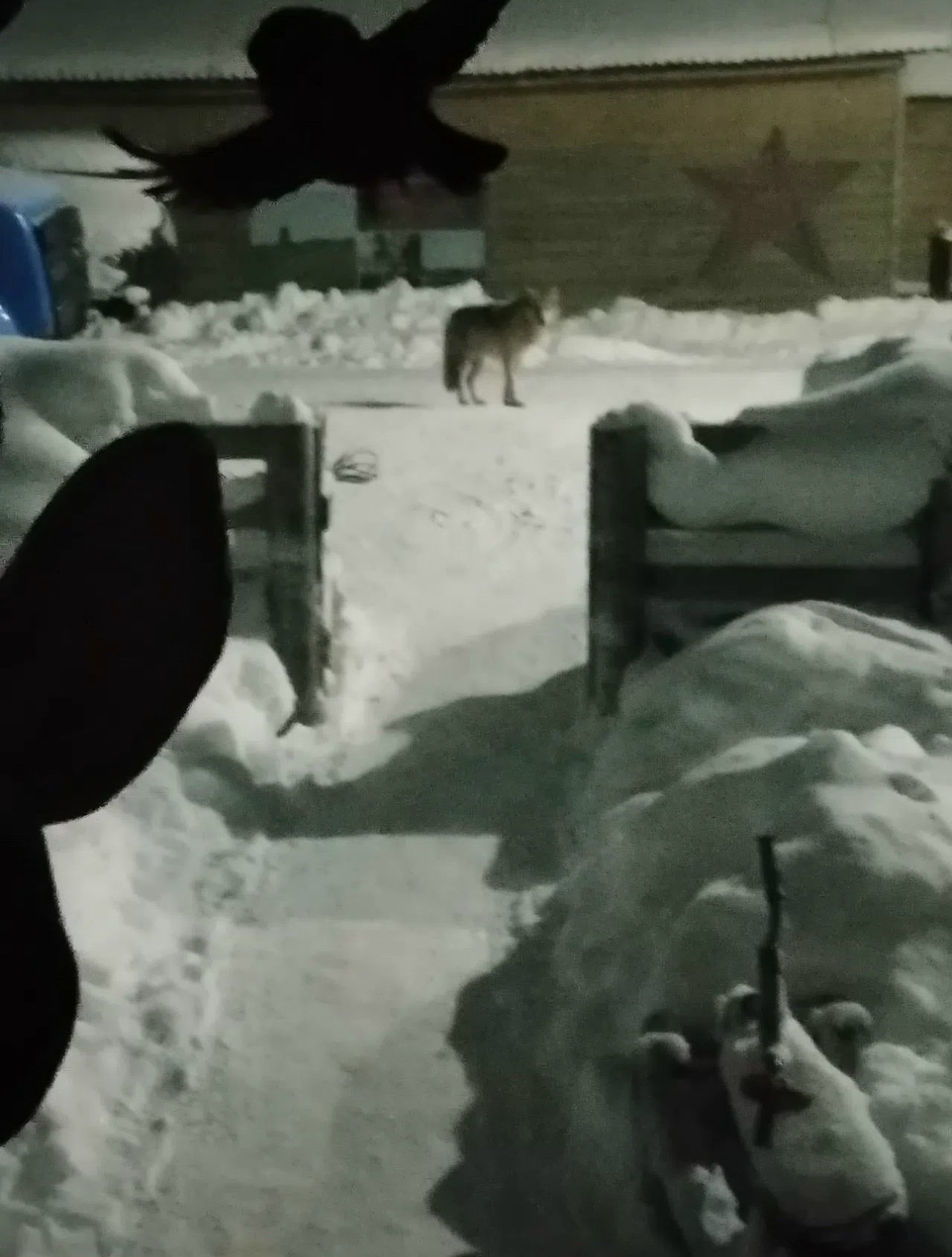 По КЕСЛОМЕ разгуливают ВОЛКИ По КЕСЛОМЕ разгуливают ВОЛКИ