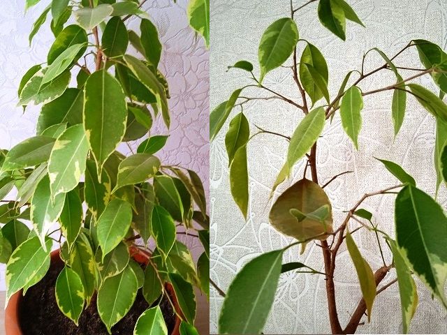 ����� ����������: ������������ ������ � ��� ��������� �����