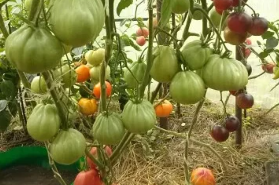 Секреты выращивания кисетных томатов: лучшие сорта для вашего огорода