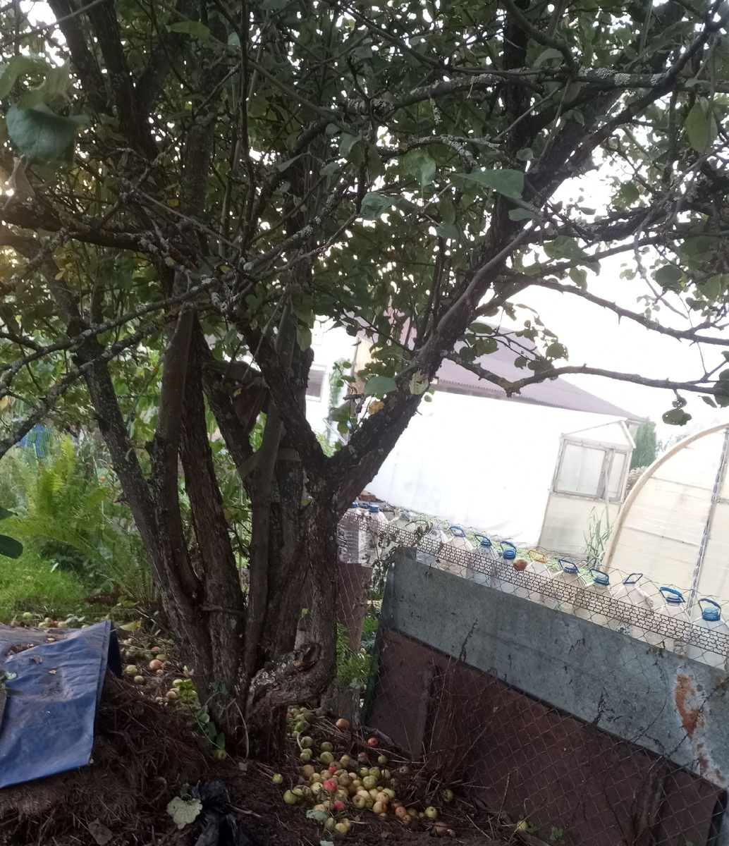 Как правильно обрезать плодовые деревья для здоровья и урожайности