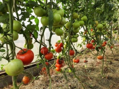 �������� �������� ���������: �� ������ ������ �� ������������ �������