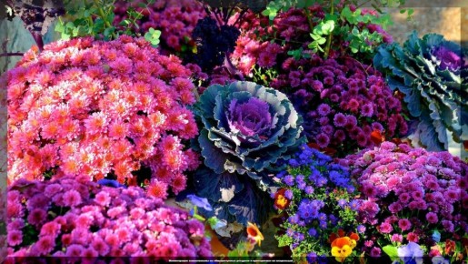 Секреты ухода за цветником: Как подготовить растения к зиме и порадовать себя весной